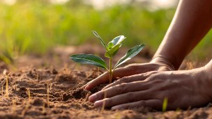 AQA plants a tree in Guildford for ‘The Queen’s Green Canopy’